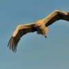 Cap bily - Ciconia ciconia - White Stork 2009